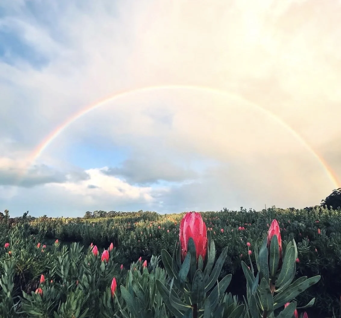 Rainbow over a field of red proteas at Hinterland Hills.