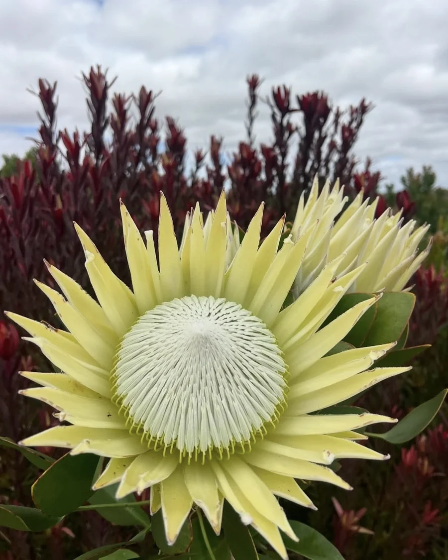 Pale yellow king protea with red leucadendron foliage behind.