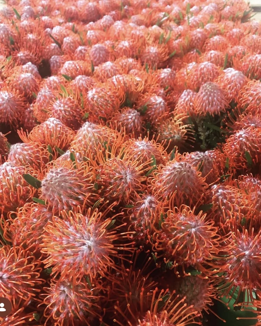A dense display of orange-red pincushion flowers.